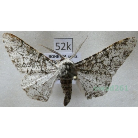 Biston betularia (Linnaeus, 1758) Krępak nabrzozak Czech52k